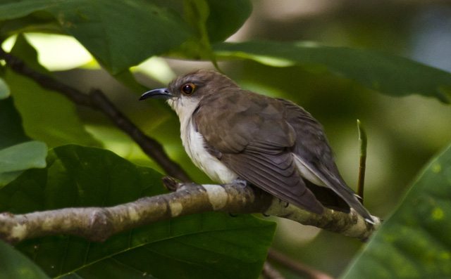 Black-billed Cuckoo