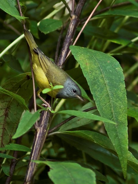 Mourning Warbler