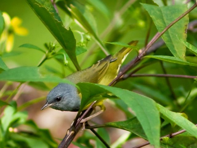 Mourning Warbler