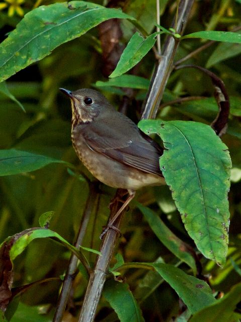Gray-cheeked Thrush