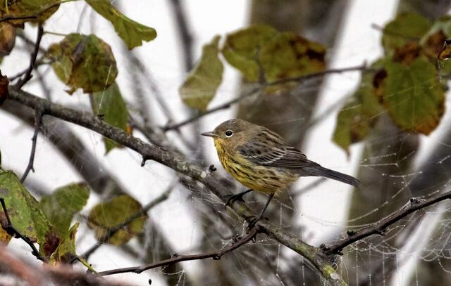 Kirtland's Warbler