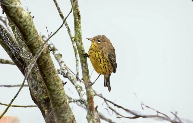 Kirtland's Warbler