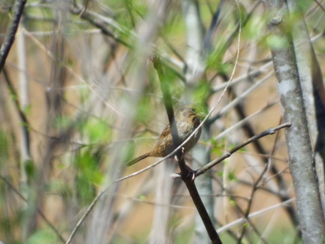 Henslow's Sparrow