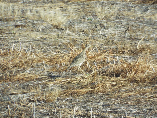 Upland Sandpiper