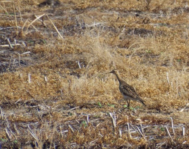 Upland Sandpiper