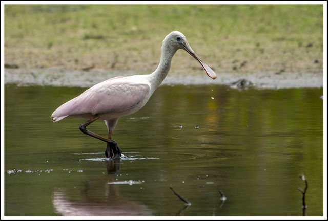 Roseate Spoonbill