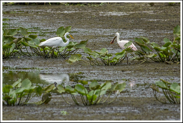 Roseate Spoonbill