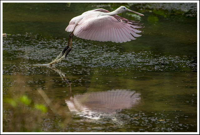 Roseate Spoonbill