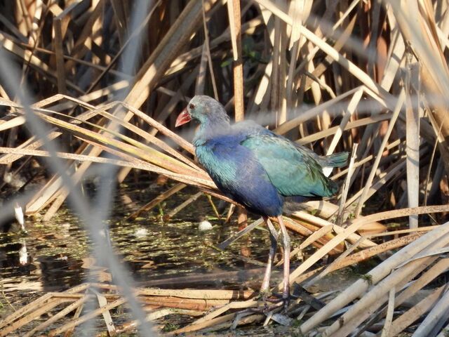 Purple Swamphen