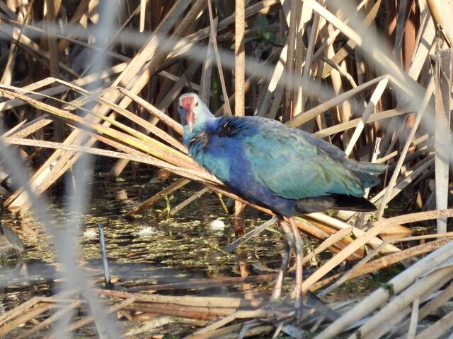 Purple Swamphen