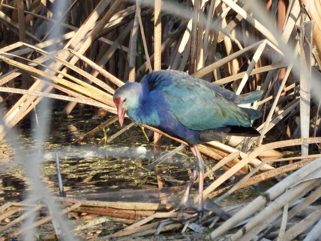 Purple Swamphen
