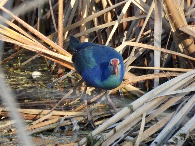 Purple Swamphen