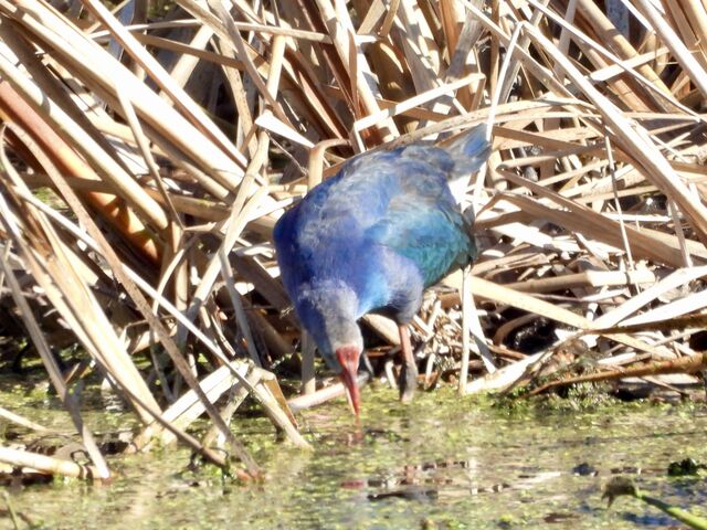 Purple Swamphen