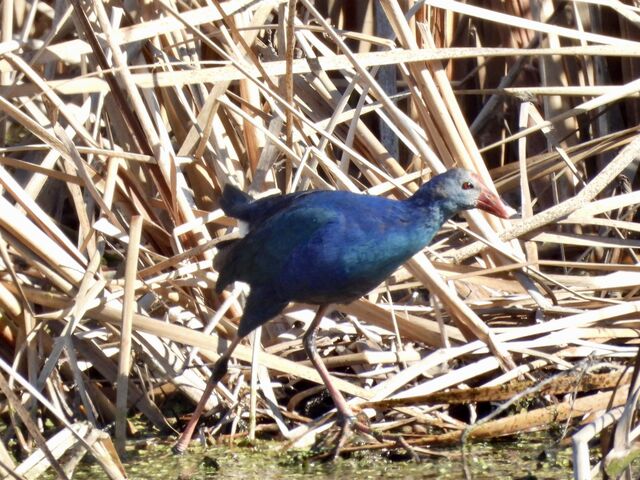 Purple Swamphen