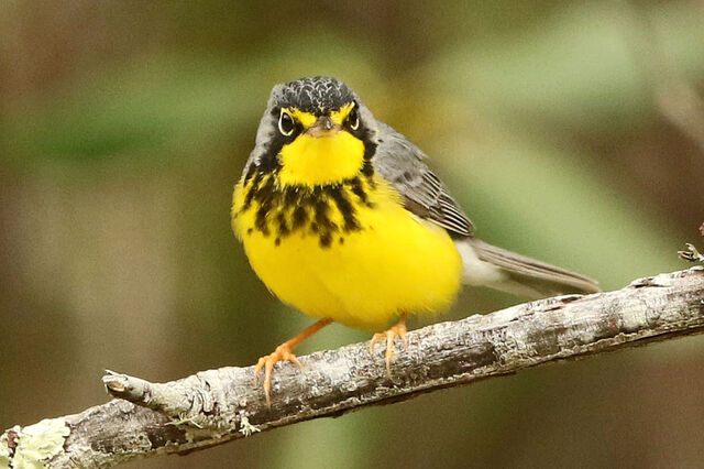Canada Warbler