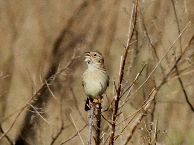 Cassin's Sparrow