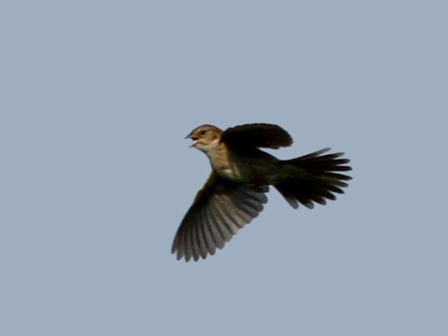 Cassin's Sparrow