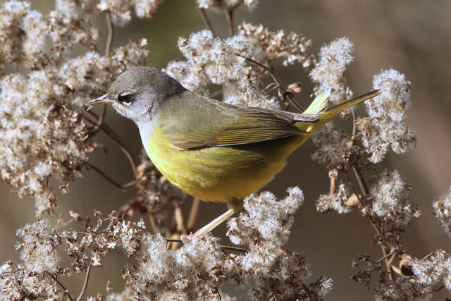 MacGillivray's Warbler