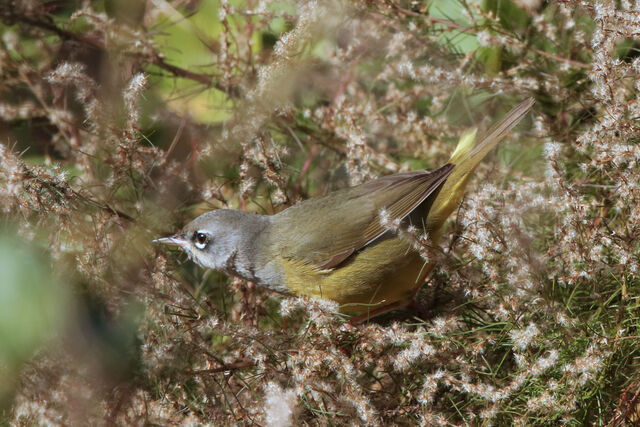 MacGillivray's Warbler