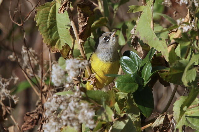 MacGillivray's Warbler