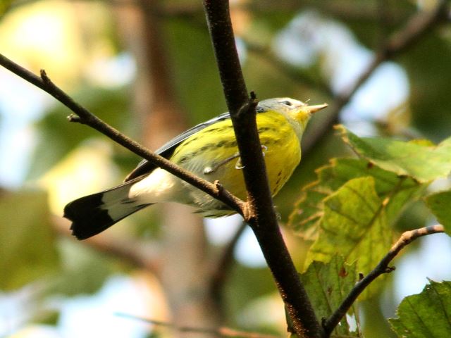 Magnolia Warbler