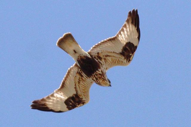 Rough-legged Hawk