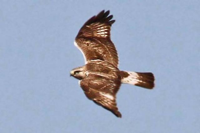 Rough-legged Hawk