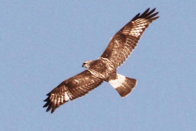 Rough-legged Hawk