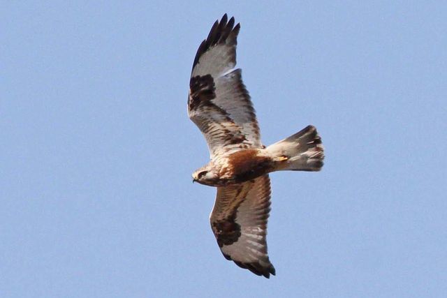 Rough-legged Hawk