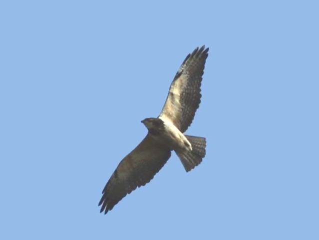 Swainson's Hawk