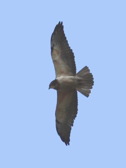 Swainson's Hawk