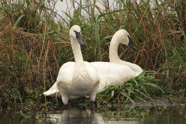 Trumpeter Swan