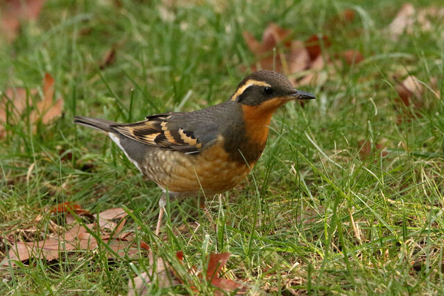 Varied Thrush