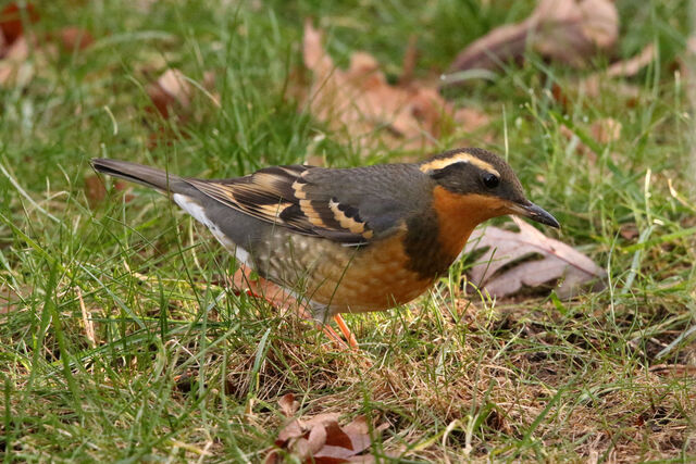 Varied Thrush