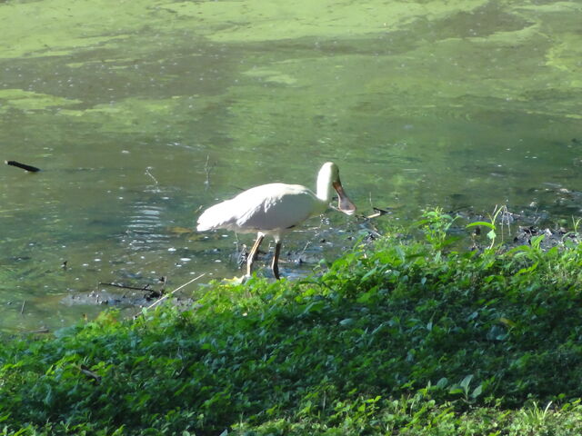 Roseate Spoonbill
