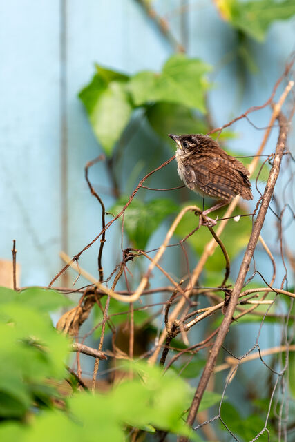Carolina Wren