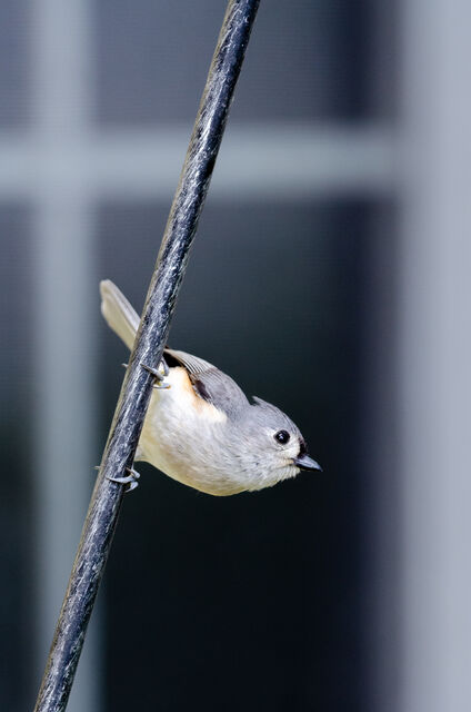 Tufted Titmouse