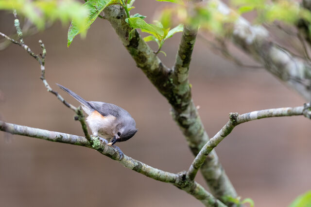 Tufted Titmouse