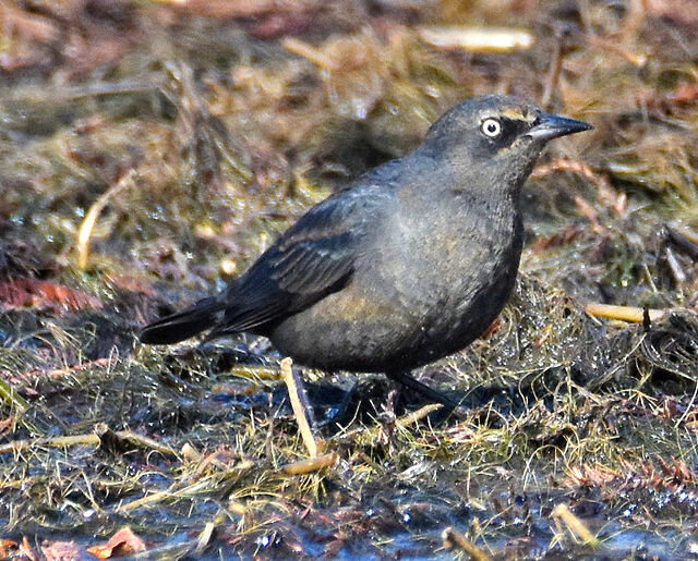Rusty Blackbird