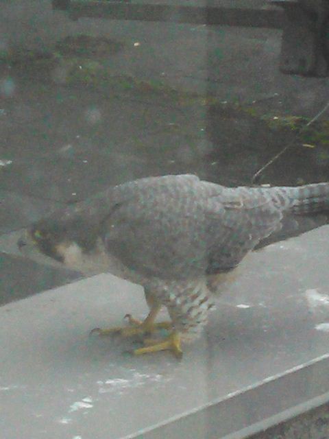 Peregrine Falcon