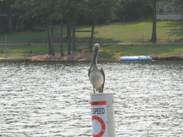 Brown Pelican