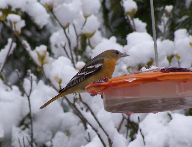 Baltimore Orioles