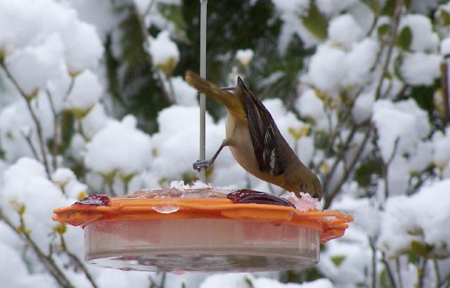 Baltimore Orioles