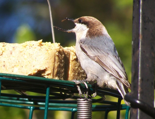 Brown-headed Nuthatch
