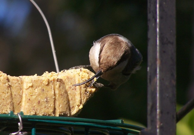 Brown-headed Nuthatch