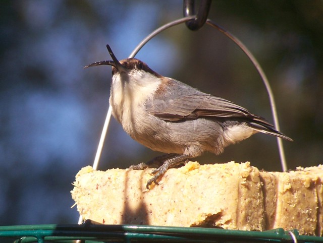 Brown-headed Nuthatch