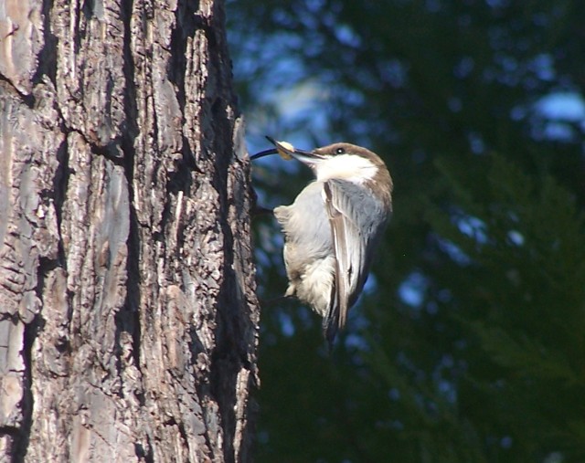 Brown-headed Nuthatch
