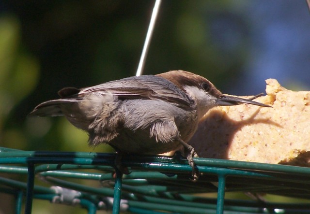Brown-headed Nuthatch
