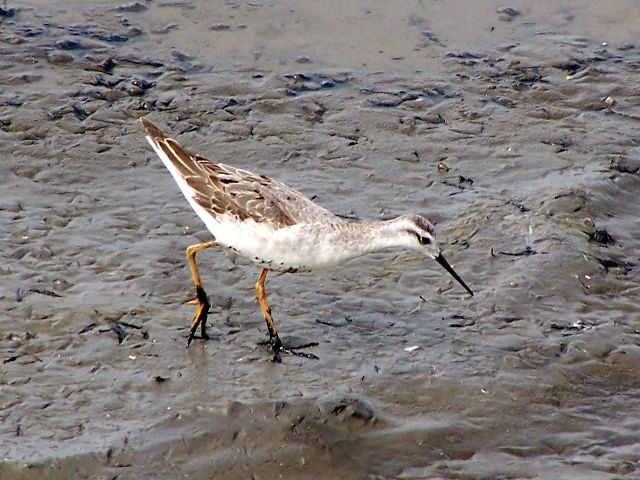 Wilson's Phalarope