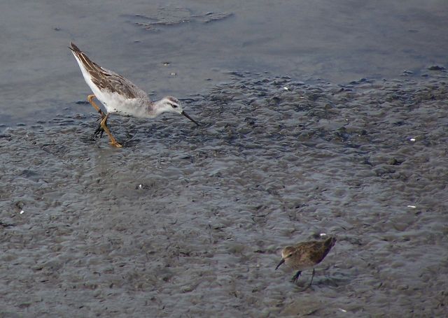 Wilson's Phalarope